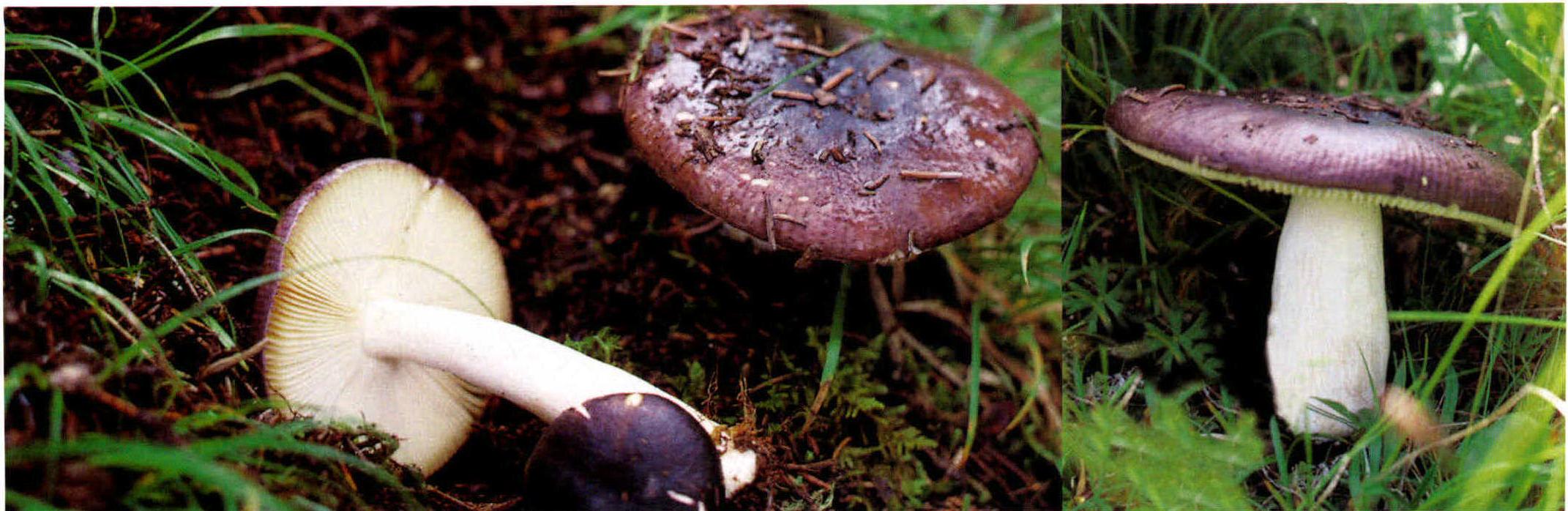 Russula atropurpurea(Kromb.) Britz.